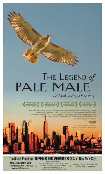 The Legend of Pale Male movie font