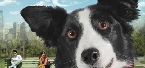 Angel Dog Movie Font